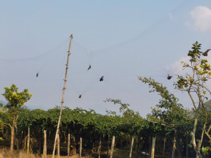 Bats hang tangled in netting raised on polls in an orchard