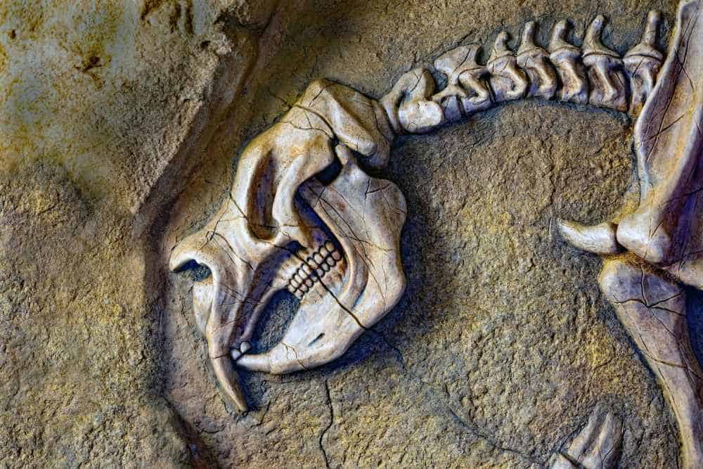 Cast of a fossil megafauna