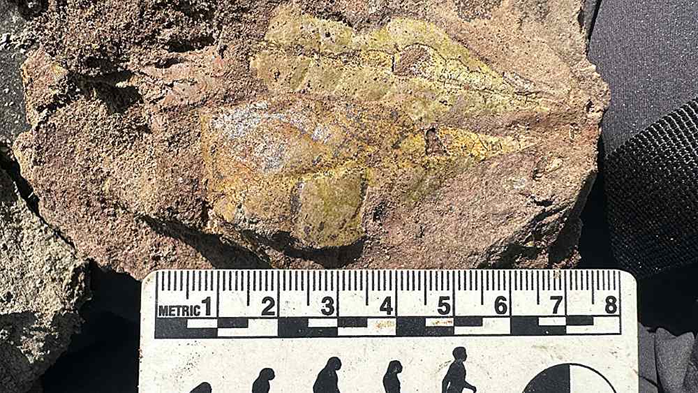 Ancient leaf fossil with scale