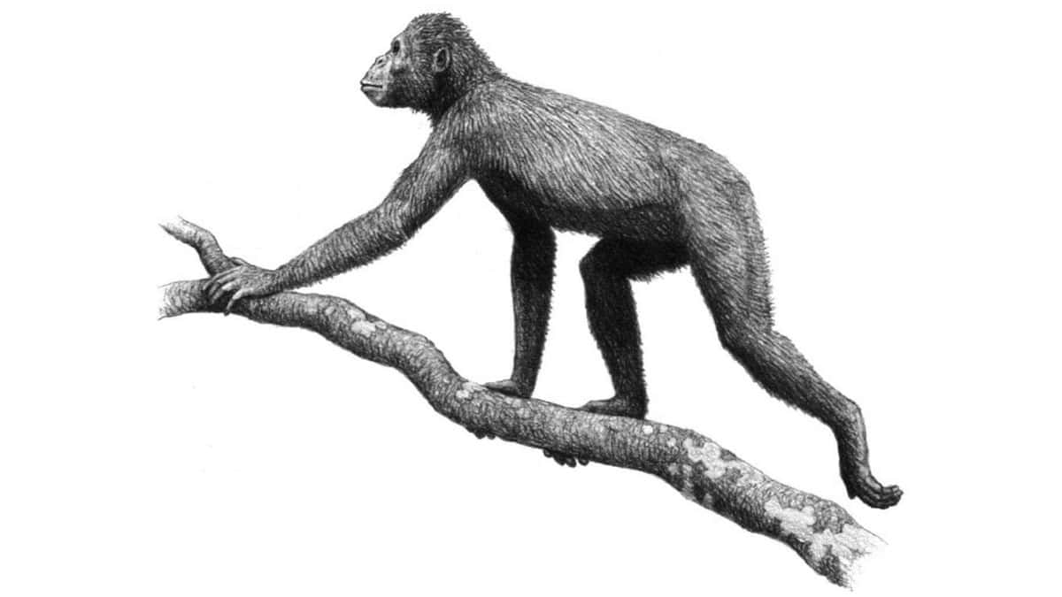 Ancient ape drawing on white background