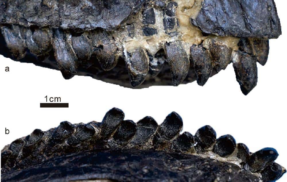 Close up fossil teeth of planet eating dinosaur on white background