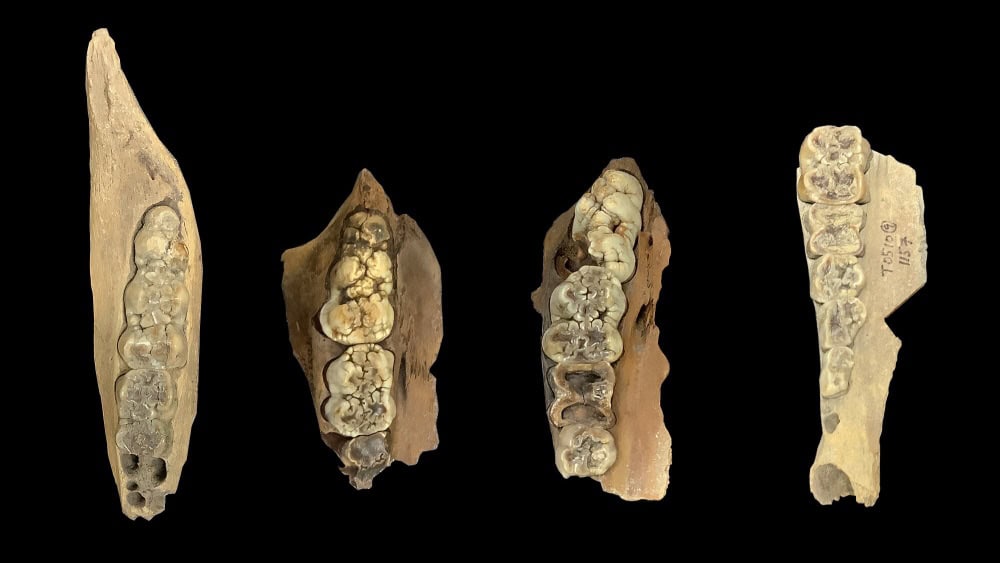 Pig molar teeth on black background