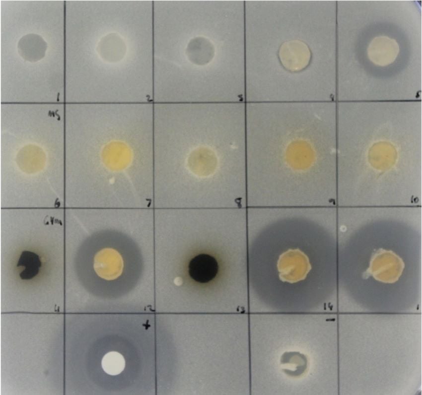 Grid 5 x 4 with a circular substance in each cell.