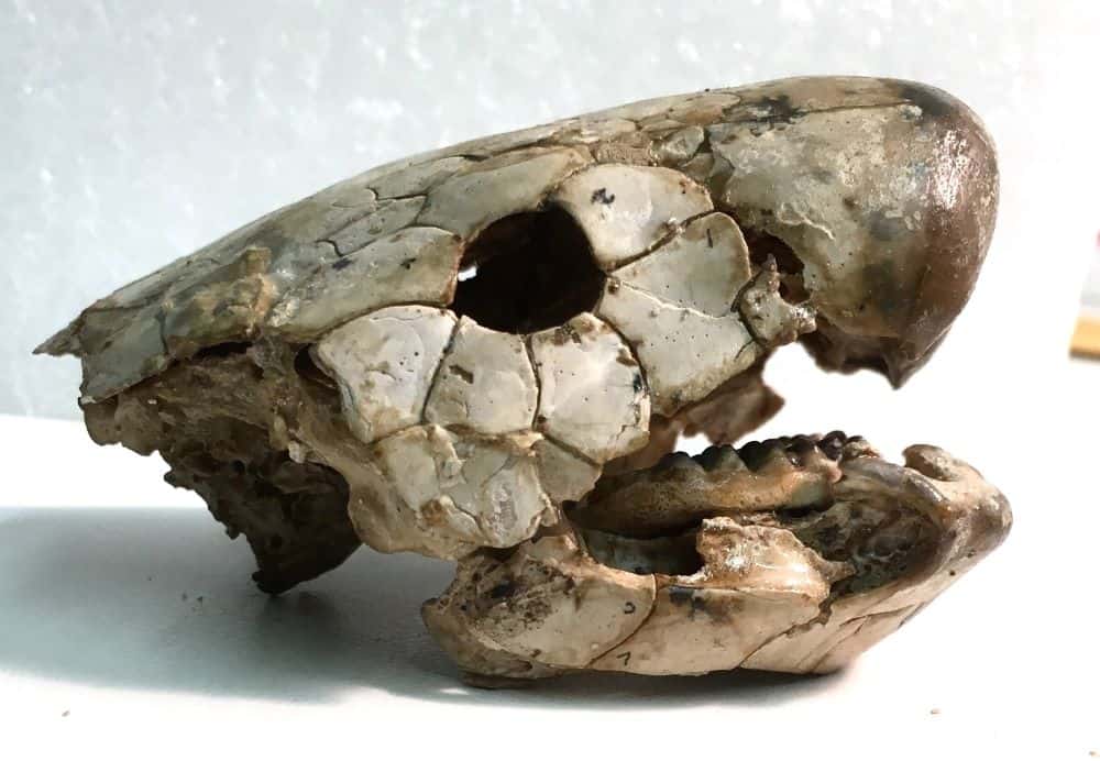 Robust skull of an extinct lungfish