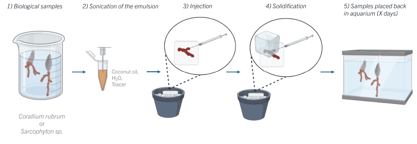 A diagram of a experimental protocol involving injecting coral with hormones