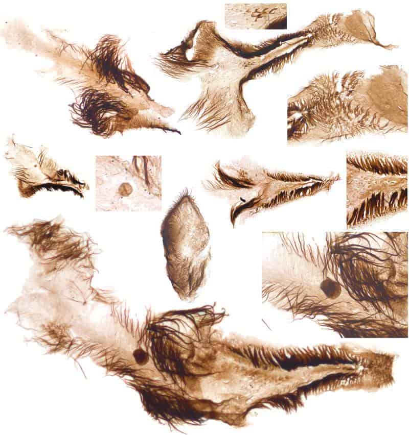 Crustaceans from the cambrian period