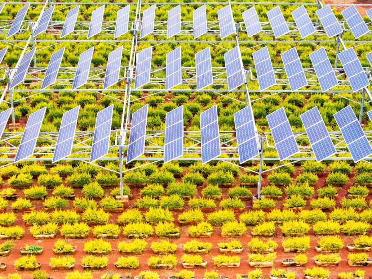 Rows of solar panels with vegetation growing underneath.