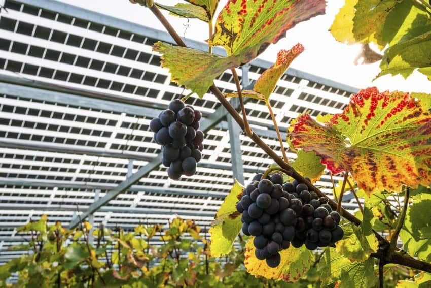 A vineyard with solar panel structure behind.