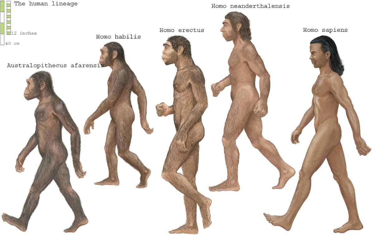 Illustration featuring five figures showing the development of man.