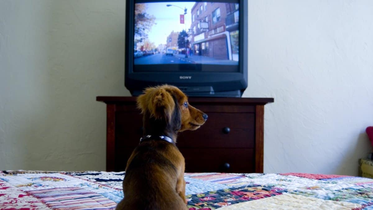Close-up of a dachshund in front of a television
