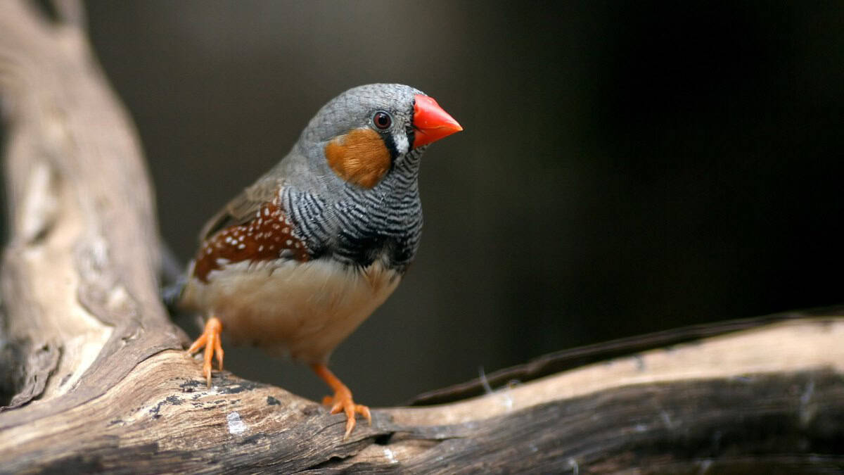 Zebra finch on a branch
