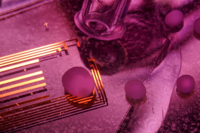 Spherical blobs rest on a surface which has gold wiring, like a circuit board. There is a soft purple light