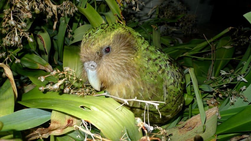 A green bird surrounded by foliage