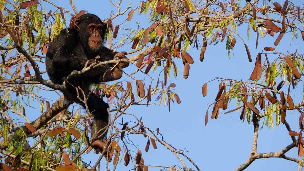 Young male chimp in tree