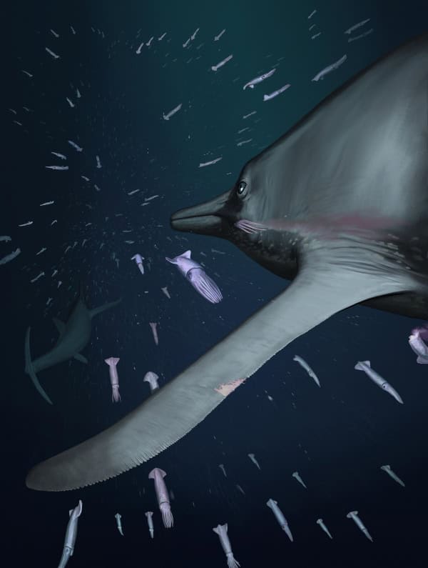 Reconstruction of ichthyosaur in dim lit open ocean with school of squid