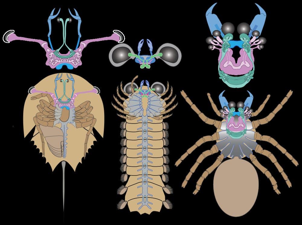 Side-by-side schematic drawings of the brains of horseshoe crab, mollisonia and a modern spider