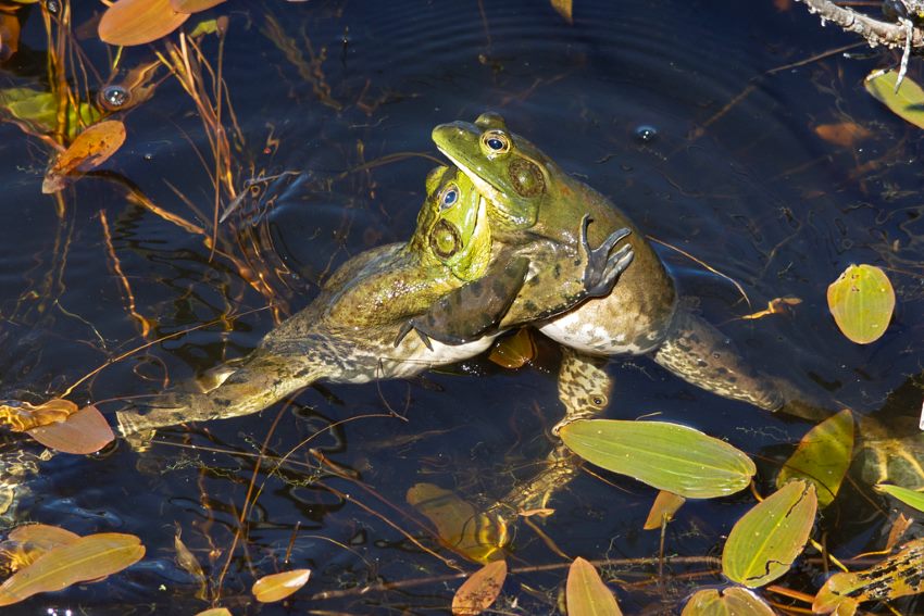 Two frogs wrestling in the water