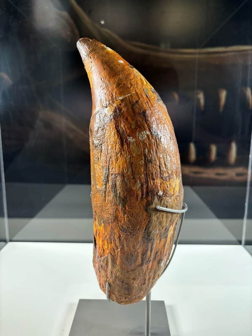 Large fossilised tooth presented upright in a glass case.