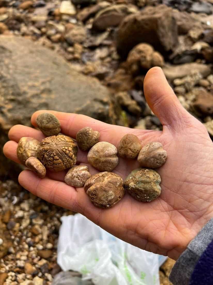 A handful of fossils.