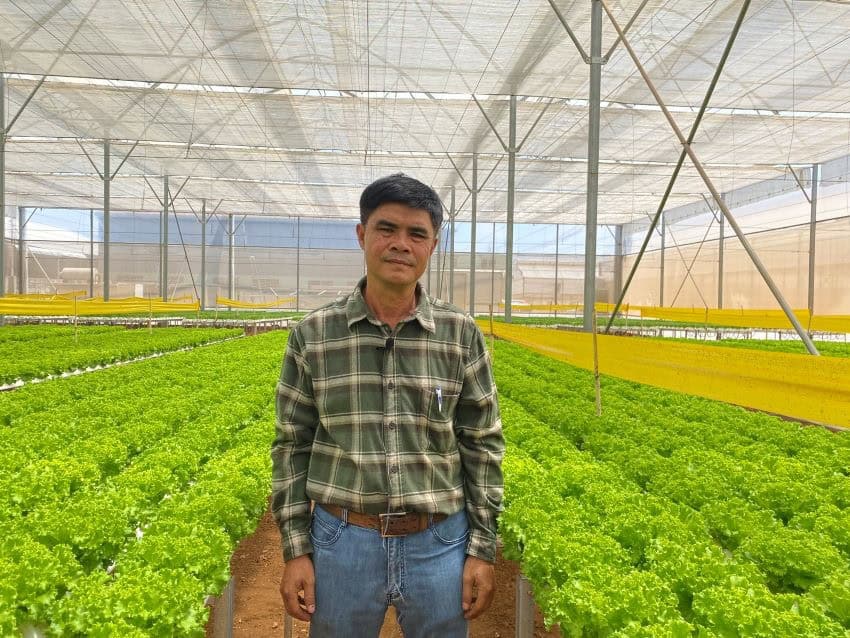 Man standing in a shade house surrounded by lettuce