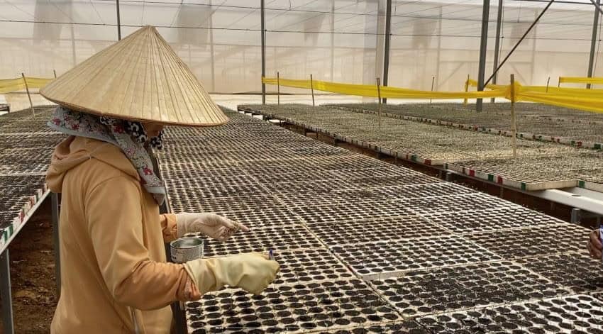 Person wearing a traditional bamboo hat tending to seedlings in a grow house