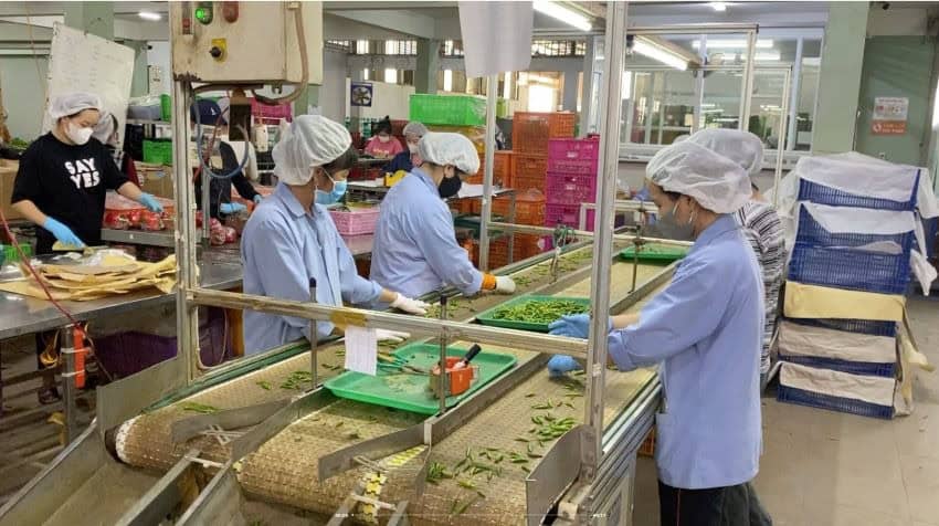 People wearing smocks and hairnets sorting chilis on a conveyor belt