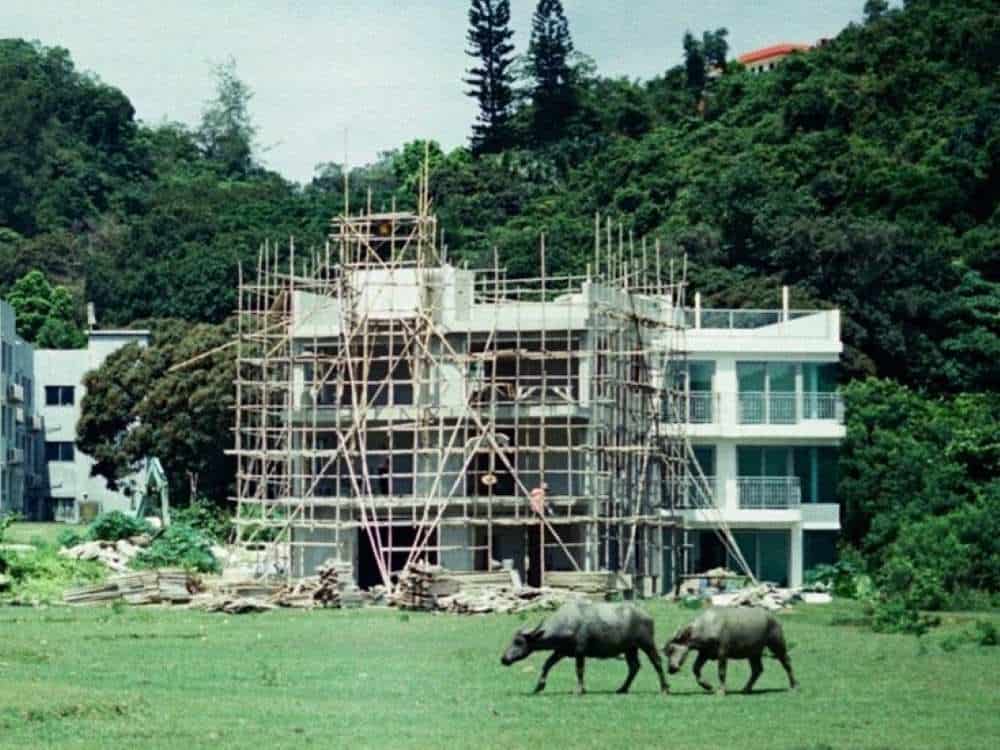 Buffalo on field in front of building under construction