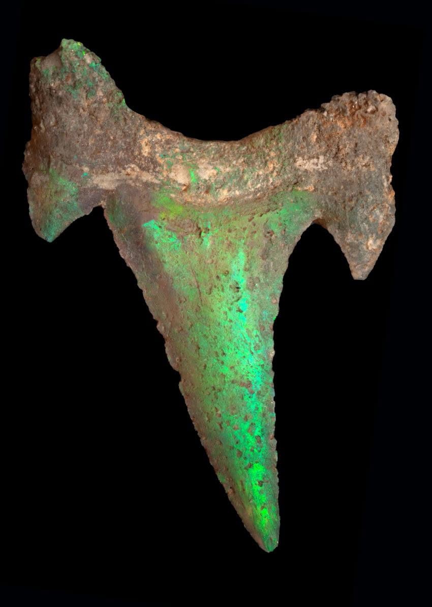 A pointy green opalised tooth on black background.