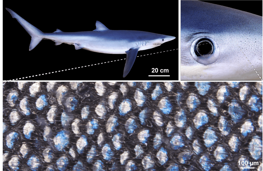A collection of 3 images showing a medium-sized blue shark and a close up of its teeth-like skin scales which are a mix of blue and black