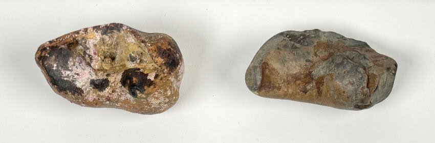 Ear bones edited 850