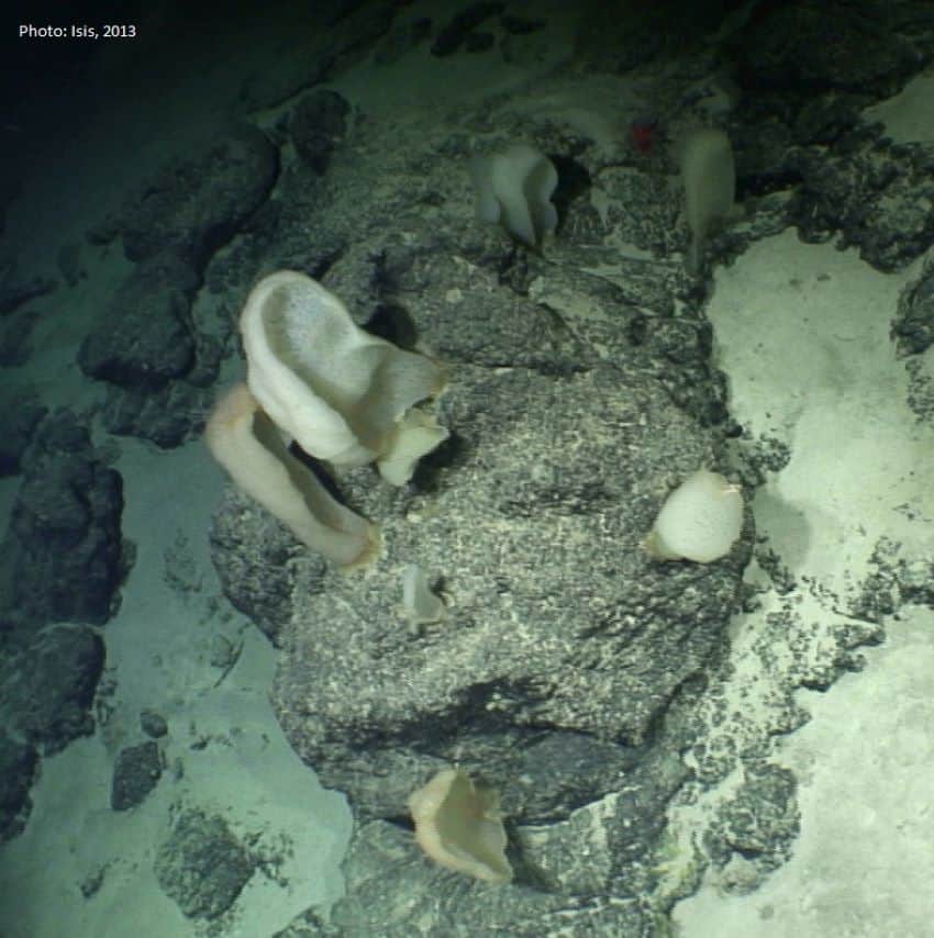 Grey underwater scene of sponge growing on a rock.