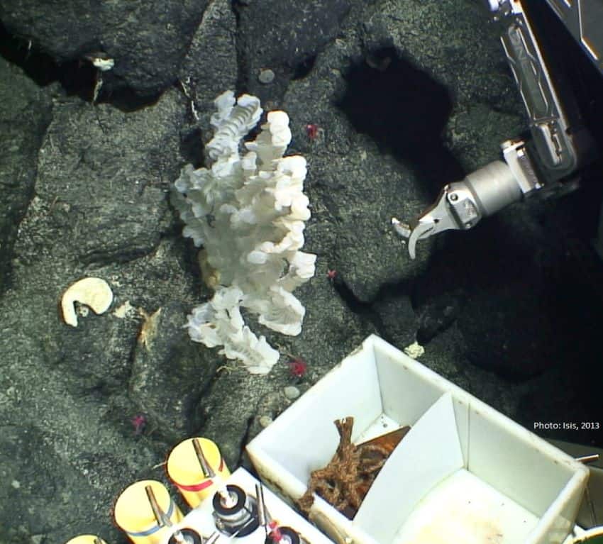 A robotic arm, a white sea sponge on a rock seabed.