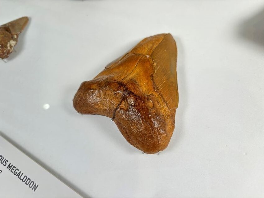 Megalodon 850 rotated