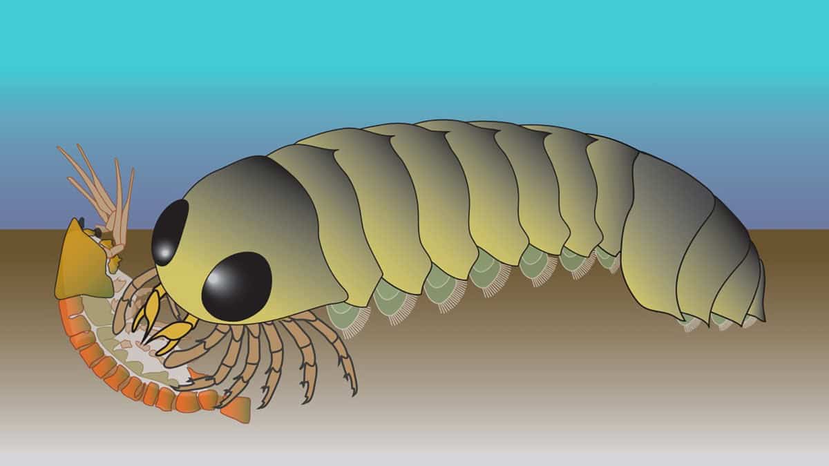 Illustration of ancient crustacean