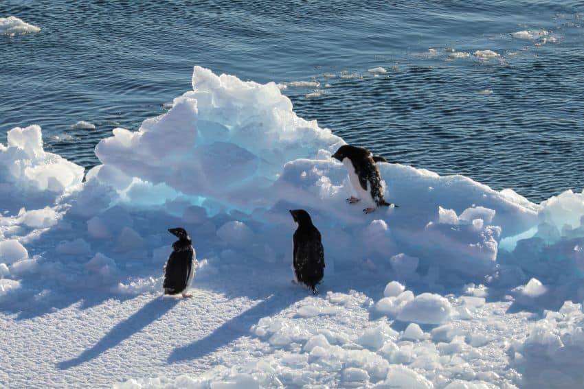 3 adelie penguins in various stages of moulting stand on sea ice