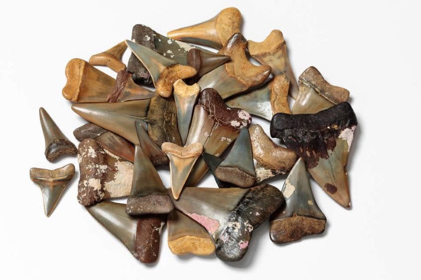 Shark teeth 850
