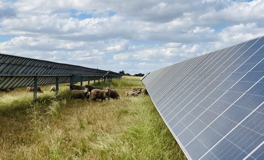 Row of solar panels with sheep grazing in between.