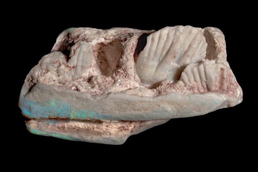 Opalised jawbone.