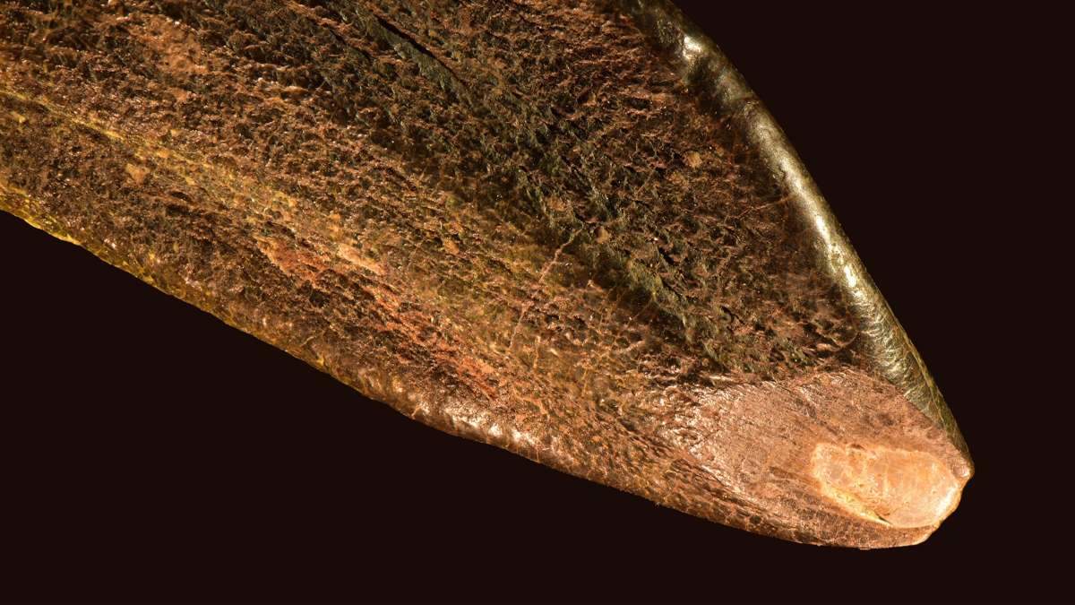 Close up of fossil tooth on black background