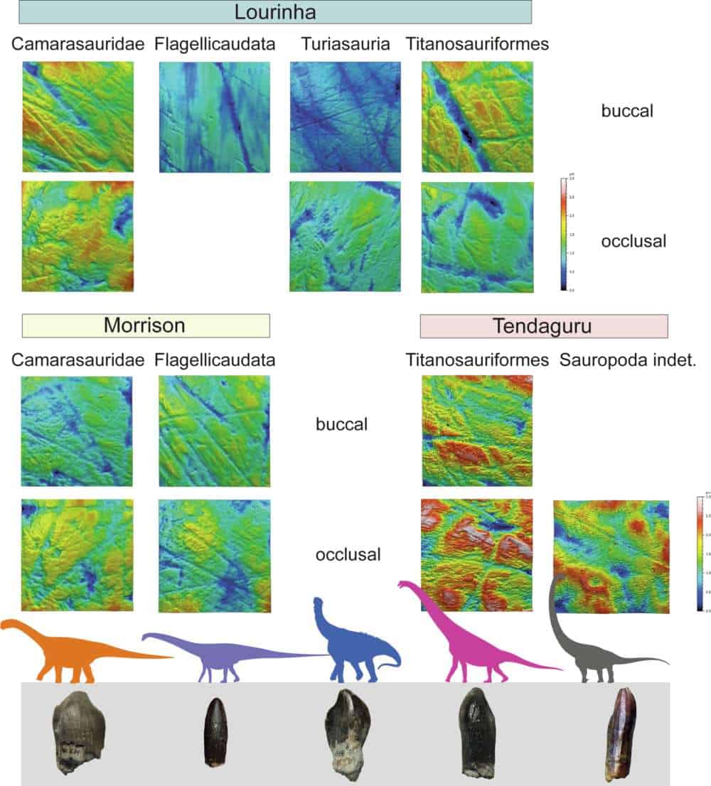 Diagrams showing sauropod tooth close up