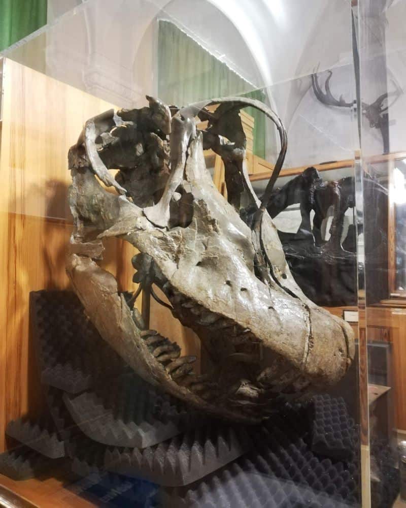 Large sauropod skull in glass case