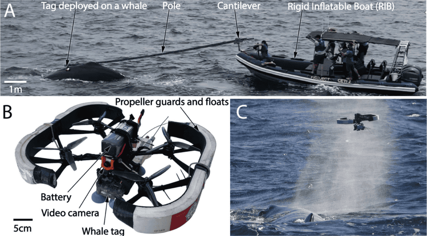 A collage of 3 photographs. The top one shows people tagging a whale using a long pole attached to their boat. Below is a photo of a 4-propellor drone and the drone about to attach a tag to a whale's back