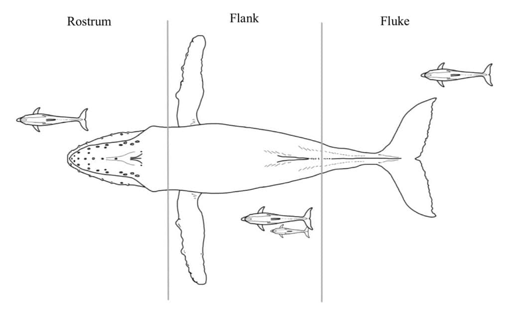 Drawing of whale with dolphins
