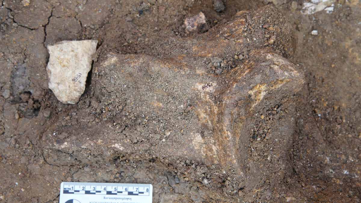 Stone tool flake with hippopotamus shoulder bone