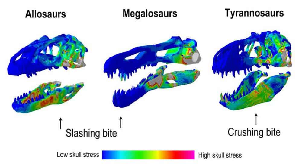 Three dinosaur skull stress test