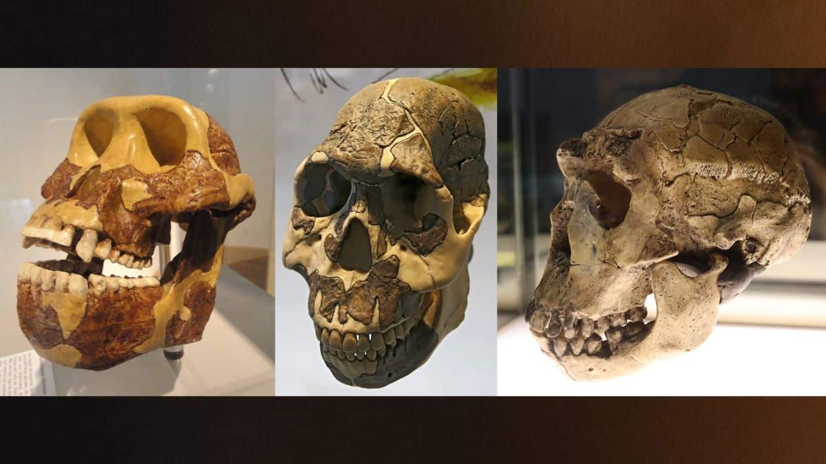 Three early hominin skulls