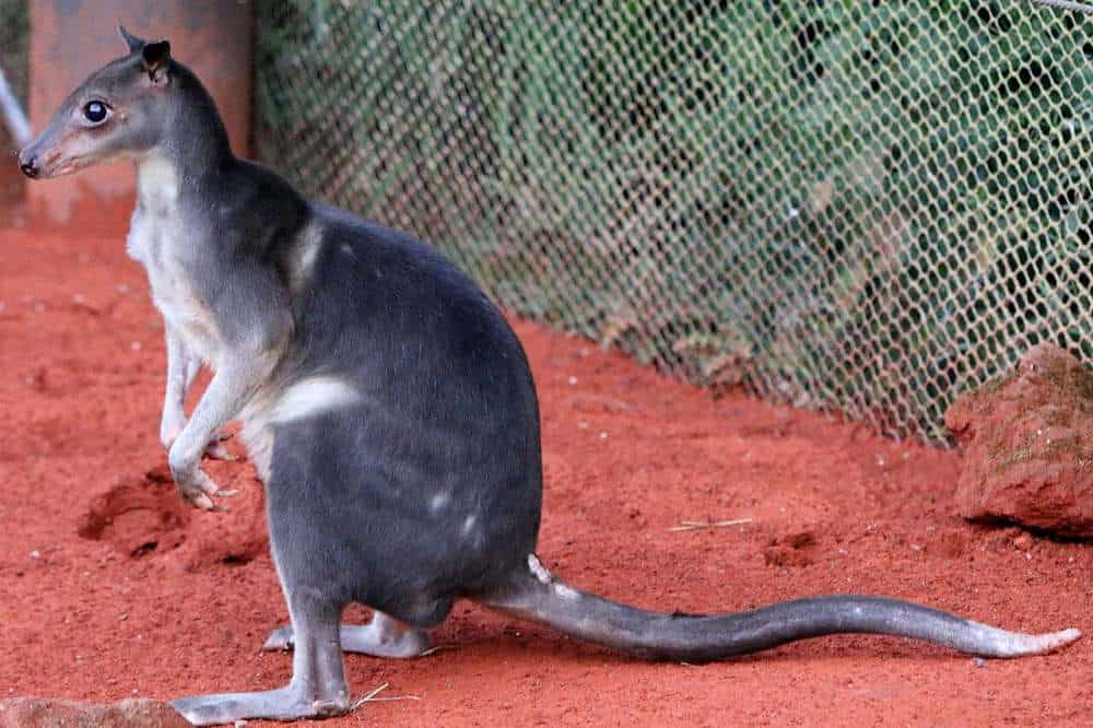 Funny looking wallaby on red dirt