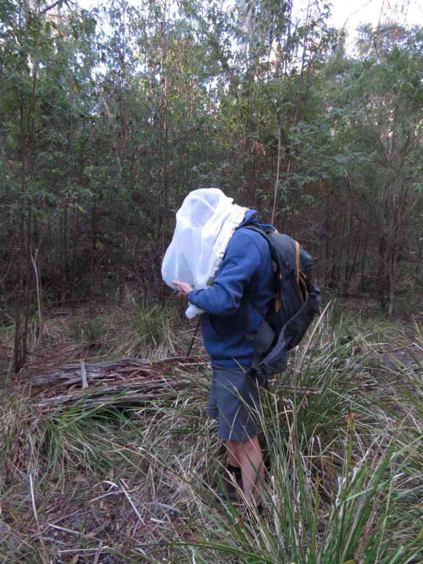 A man stands in the bush with a white net placed over his head