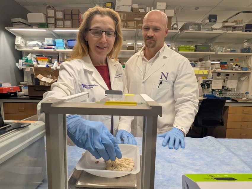 A man and woman wearing white lab coats and blue gloves hand in a laboratory weighing a pile of peanuts for studying anaphylaxis in mice