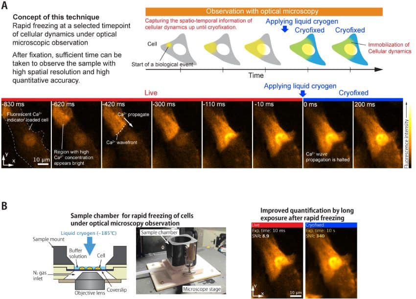 Fig. 1 yamanaka others 850
